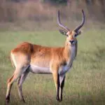 Antelope can be seen grazing on the floodplains.