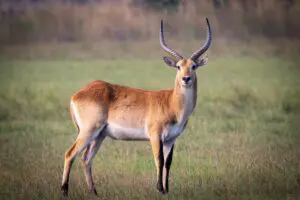 Antelope can be seen grazing on the floodplains.
