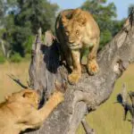 See wildlife in their natural habitat.