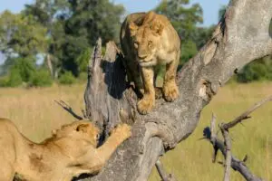 See wildlife in their natural habitat.