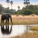 Watch an elephant drinking at the water's edge.