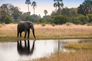 Watch an elephant drinking at the water's edge.