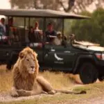 Tick iconic Big 5 from your bucket list.
