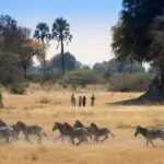 Zebras running across the plains in the Okavango.