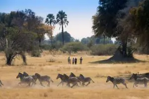 Zebras running across the plains in the Okavango.