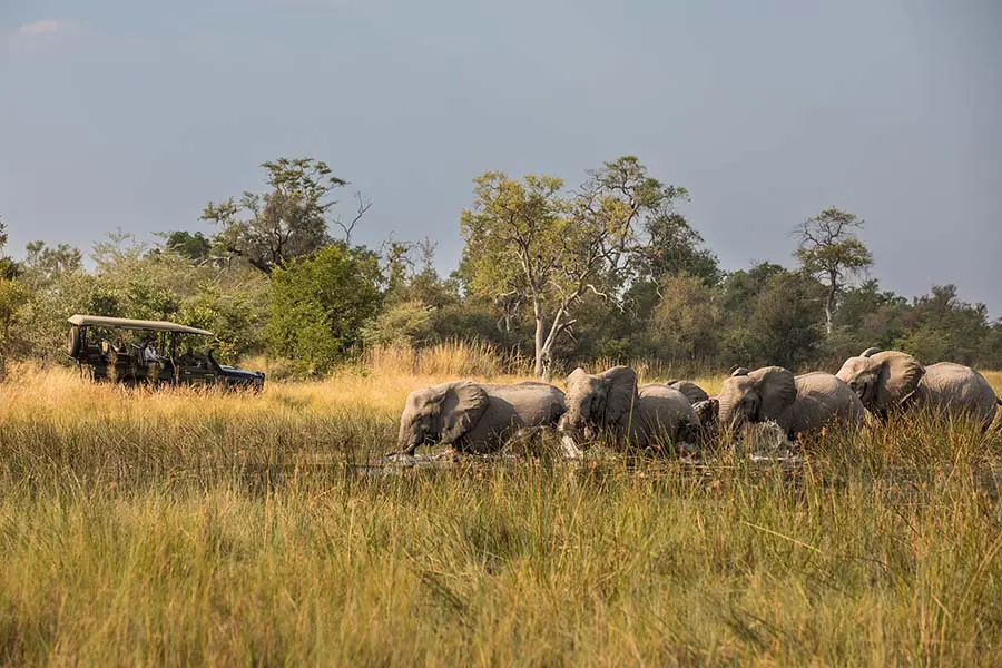 Un vehículo de caza del campamento de Shompole pasa junto a una manada de elefantes | Go2Africa