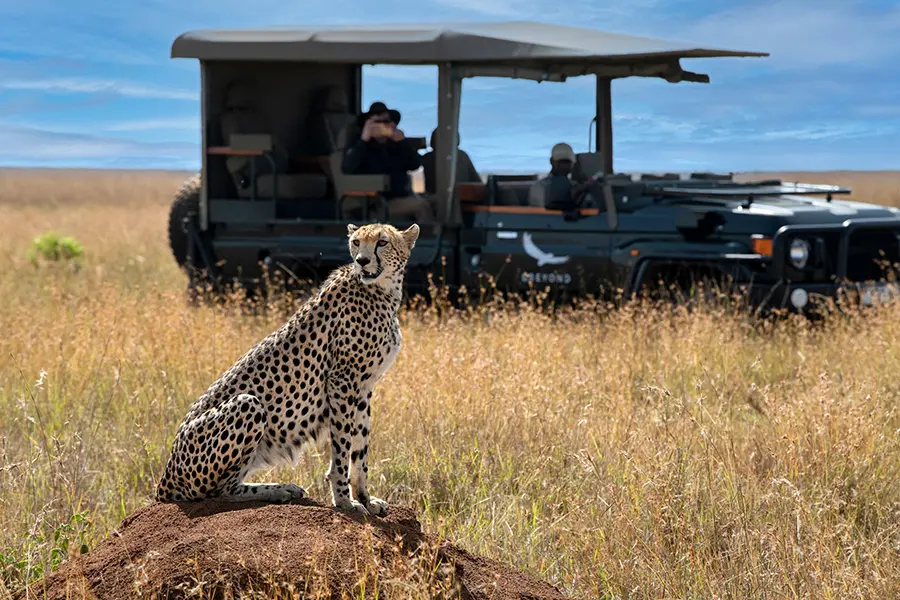 A cheetah sits in the foreground of the image while an andbeyond vehicle sits in the background | go2africa