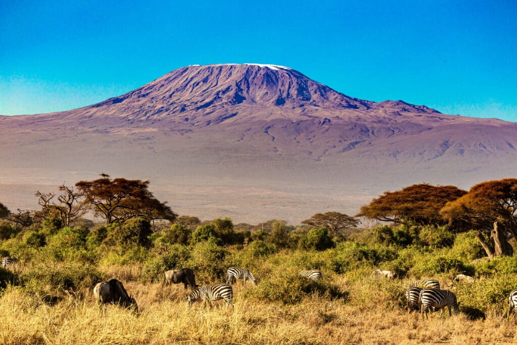 Zebras Grazing in front of Mount Kilimanjaro