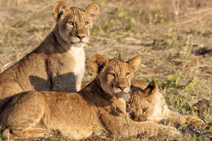 Três leões olham para a câmara, um deles com penas na boca após uma morte recente | Go2Africa