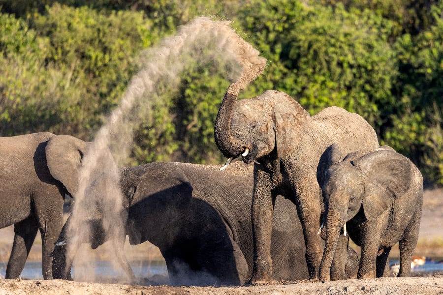 Um elefante pulveriza-se com pó | Go2Africa