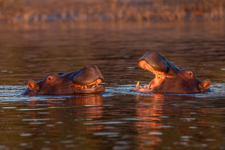 Dois hipopótamos flutuam com a cabeça acima da água à luz dourada da tarde | Go2Africa