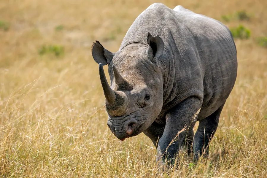 Um rinoceronte forte caminha em direção à câmara na erva seca | Go2Africa