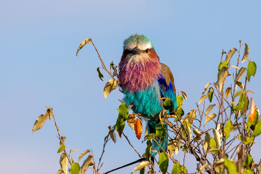 Um brilhante e belo rolo de peito lilás empoleirado numa árvore | Go2Africa