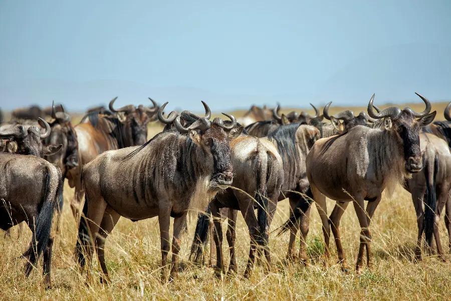 Uma grande manada de gnus no Quénia | Go2Africa