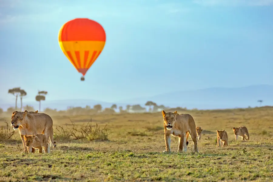 Um bando de leões em primeiro plano com um balão de ar quente ao fundo | Go2Africa