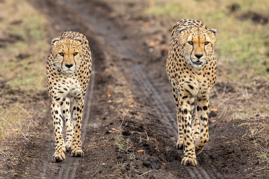 Duas chitas caminham diretamente para a câmara no Quénia | Go2Africa
