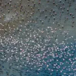 Vast flocks of flamingoes can be seen on Lakes Magadi and Natron.