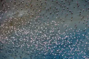 Vast flocks of flamingoes can be seen on Lakes Magadi and Natron. 