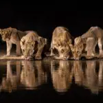 Spot wildlife drinking at the watering hole.