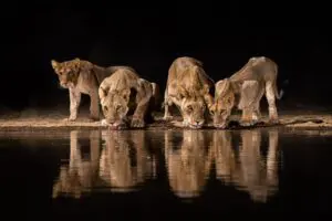 Spot wildlife drinking at the watering hole.