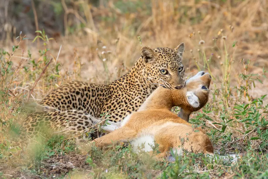 Um leopardo e a sua presa fotografados no Parque Nacional de Luangwa Sul | Go2Africa