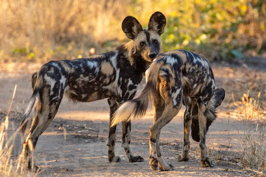 Uma imagem captada na Zâmbia por um dos clientes de safaris fotográficos da Go2Africa | Go2Africa