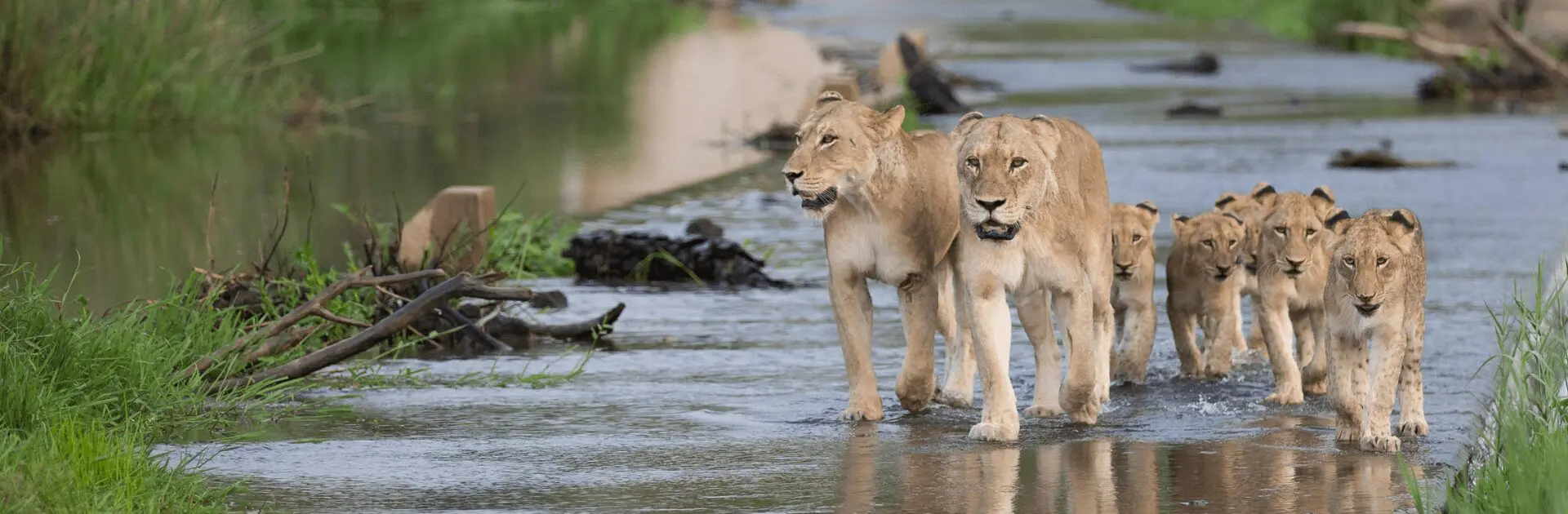 A pride of lions walking along a road in Londolozi, Sabi Sands Game Reserve | Go2Africa
