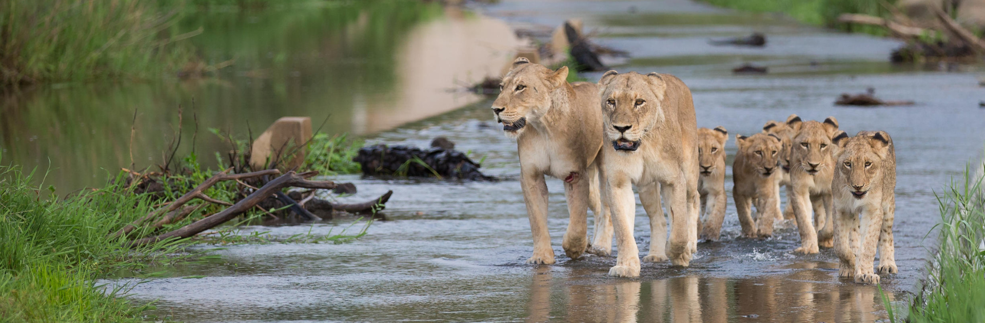 A pride of lions walking along a road in Londolozi, Sabi Sands Game Reserve | Go2Africa