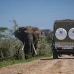 Set out on game drive safaris.