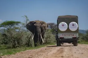 Set out on game drive safaris.