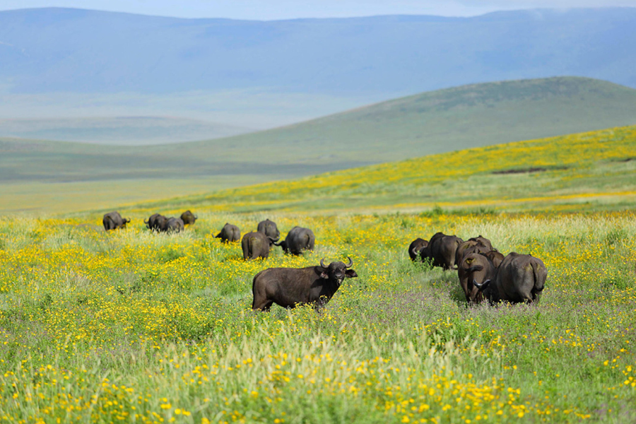 Buffalo grazing during the green season in Ngorongoro Crater | Go2Africa