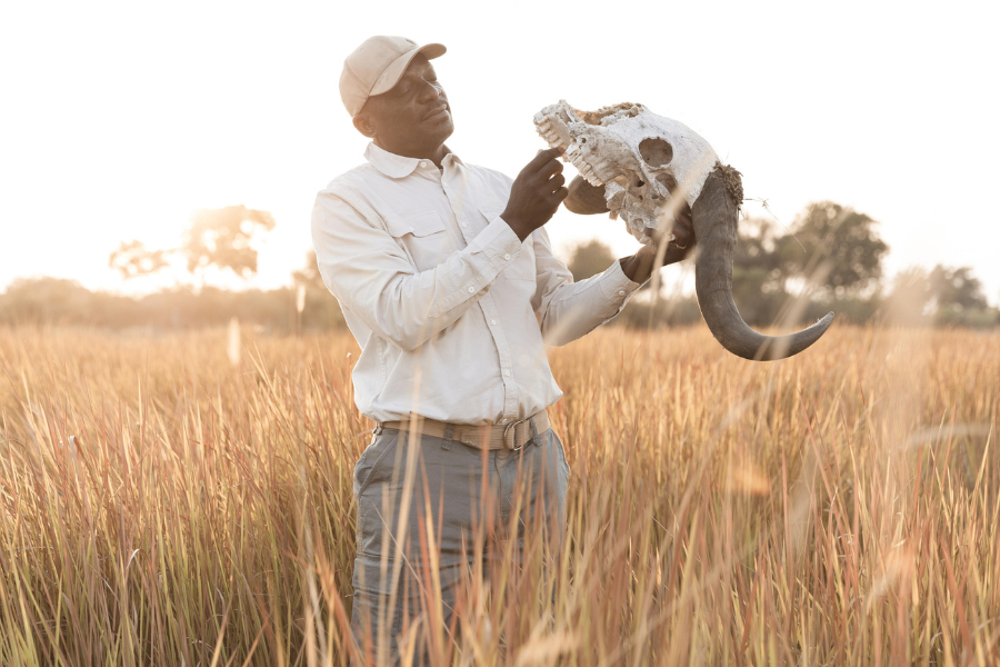Safari guide holding a buffalo skull while explaining animal behaviour and tracking techniques | Go2Africa