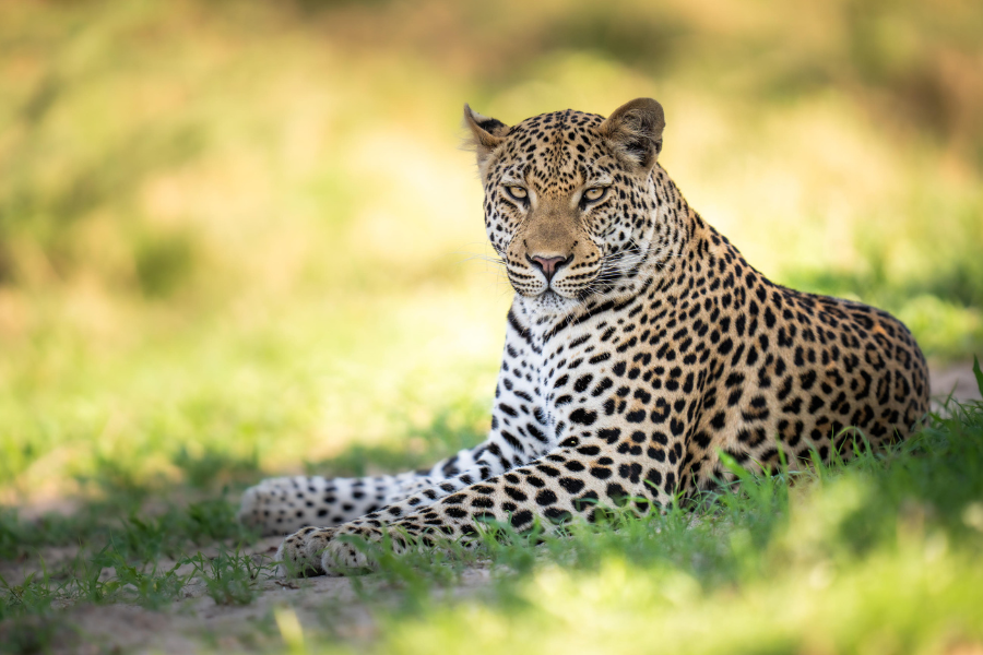 An intimate close-up of a leopard, alert and powerful | Go2Africa