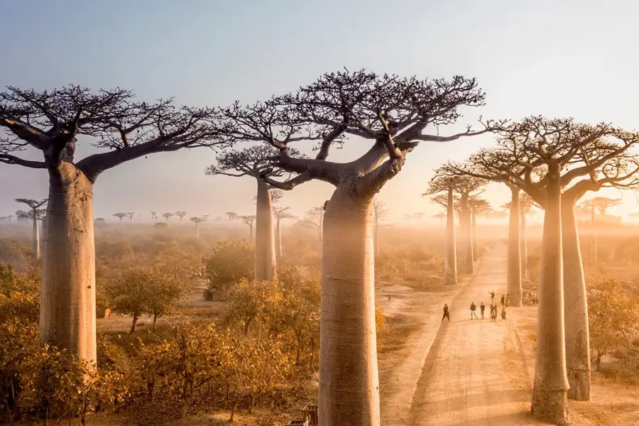 Baobab trees lining a dirt road at sunset in Madagascar with people walking below | Go2Africa