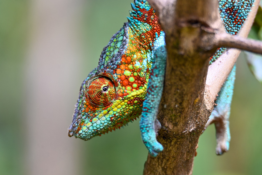 A kaleidoscope of colour in Madagascar's forests | Go2Africa