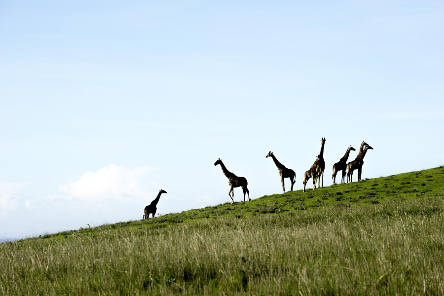 Giraffes on the crater rim | Go2Africa