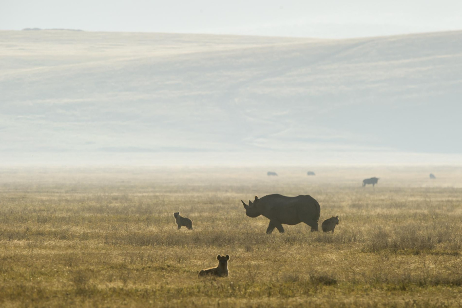Rhino walking through open grassland with distant wildlife visible in soft morning light | Go2Africa
