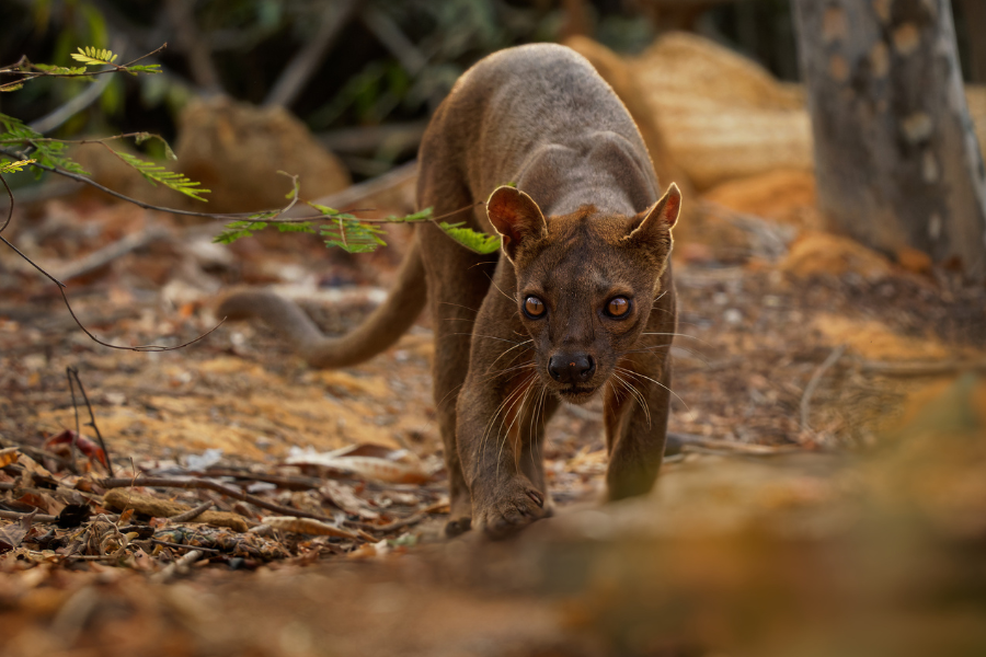 Fossa walking across dry forest ground with an alert gaze | Go2Africa