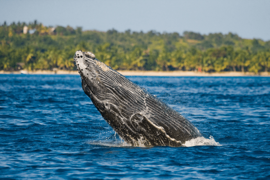 A spectacular display of humpback whales in Madagascar's waters | Go2Africa
