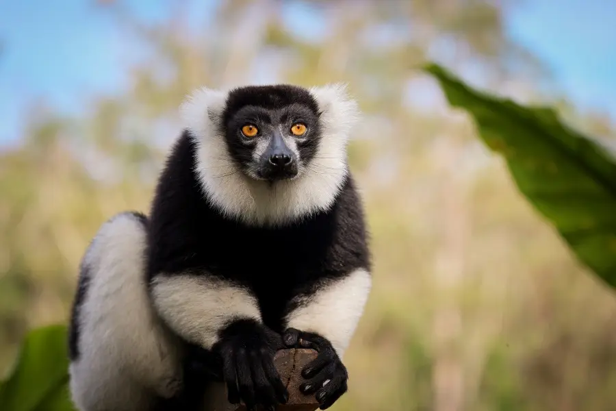 Indri lemur with black-and-white fur and bright eyes perched upright | Go2Africa