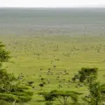 Wildebeest spread across the Ndutu plains during migration season | emala Ngorongoro Tented Camp
