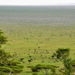 Wildebeest spread across the Ndutu plains during migration season | emala Ngorongoro Tented Camp
