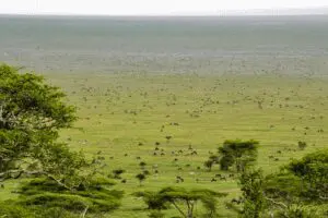 Wildebeest spread across the Ndutu plains during migration season | emala Ngorongoro Tented Camp 