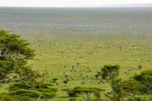 Wildebeest spread across the Ndutu plains during migration season | emala Ngorongoro Tented Camp 