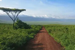 Game drive along a quiet dirt road in Ngorongoro Crater | Lemala Ngorongoro Tented Camp