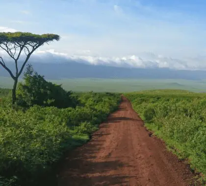 Game drive along a quiet dirt road in Ngorongoro Crater | Lemala Ngorongoro Tented Camp