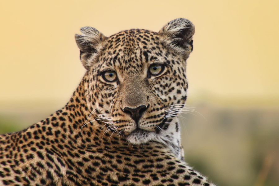 Close-up of leopard looking directly ahead in Ngorongoro | Go2Africa
