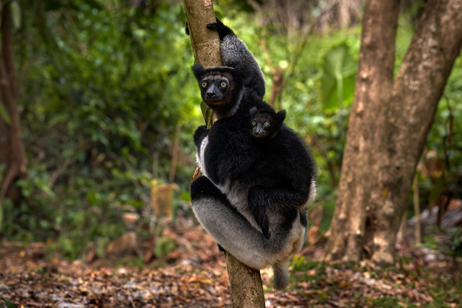Black-and-white lemur clinging to a tree with a baby on its back | Go2Africa