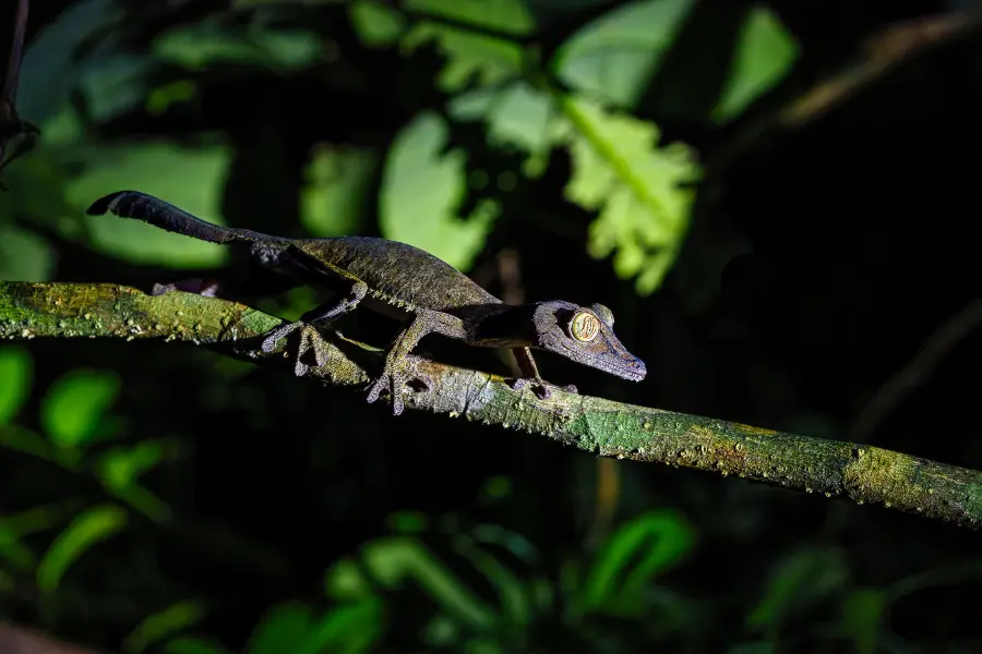 Leaf-tailed gecko perched on a branch in a dark rainforest setting | Go2Africa