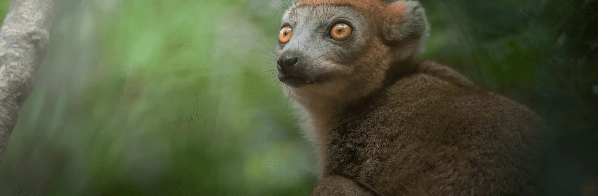 Madagascar’s unique wildlife up close in its natural habitat | Go2Africa